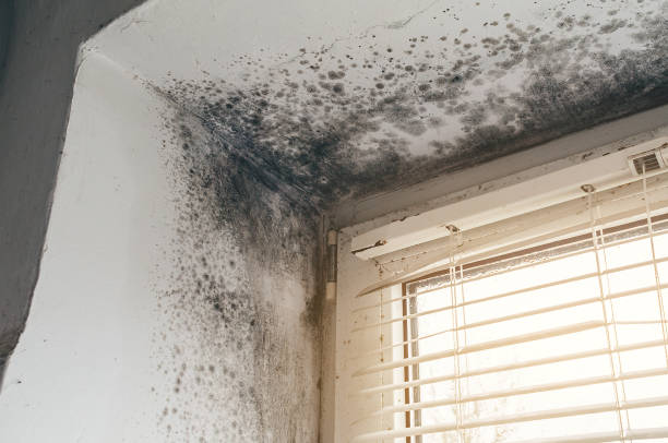 Affordable Commercial Mold Remediation solutions in Frostburg, MD